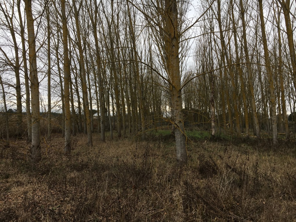 Il legno e la sua lavorazione manuale. La trasformazione del legno: dall’ albero al legname / Wood and woodworking by hand. Transformation of wood: from trees to&nbsp;wood